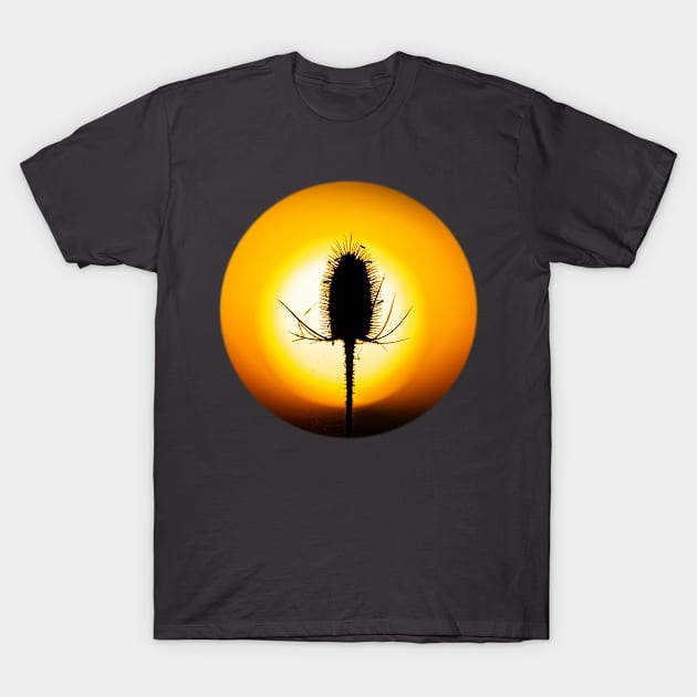 Sun burst teasel T-Shirt by dalyndigaital2@gmail.com